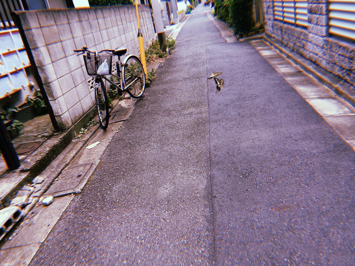 pijemi's tweet photo. 仲良く飛んでた。仲良くって言っとくね。

#写真 #iPhone #蝶々 https://t.co/PTocUC2qz8
