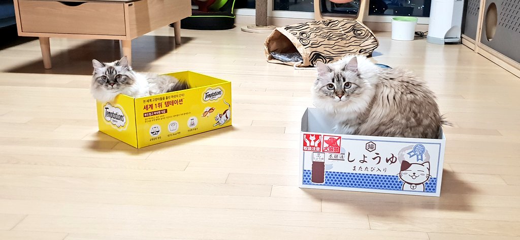 어제 밤 로봇 청소기 돌리느라 올렸던 상자 내려놨더니 쪼르르 들어가는 둘. 사실 다미가 노란 박스 먼저 들어갈랬는데 소미가 쫓아냈다 ㅋㅋㅋㅋ