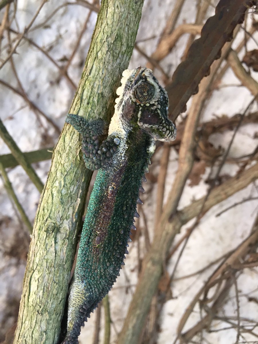 Our very own little Natal Midlands Dwarf Chameleon popping by to say hello! 😊
Interesting fact about this little guy:
The Natal Midlands Dwarf Chameleon is actually one of the bigger Dwarf Chameleons, sometimes growing to 20cm long!
#natalmidlandsdwarfchameleon #welovenature