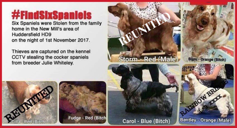 🐾❤️ #FindSixSpaniels STORM HAS BEEN FOUND❤️ 🐾
'He is well, having been checked over by the vet and is in a safe place'
@SAMPAuk_ @pettheftaware @VetsGetScanning 

‼️ 3 #DOGS ARE STILL #MISSING (Fudge, Carol & Bijou) doglost.co.uk/pet/121560