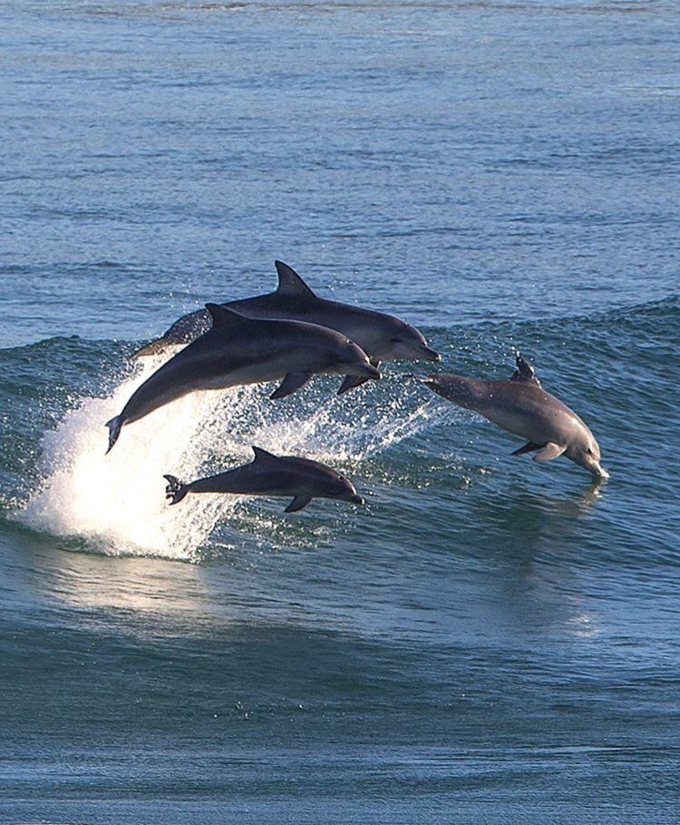 Be like a DOLPHIN... spend time with someone who will challenge, encourage and protect.. while making you laugh..😉 <a href="/dateatradieapp/">DateATradieApp</a>📷:@seanscottphotography 
#dateatradieapp #dateatradie #thebachelorau #tradies #tradielove #dating #love #romance #soulmate #datingadvice #datingtips