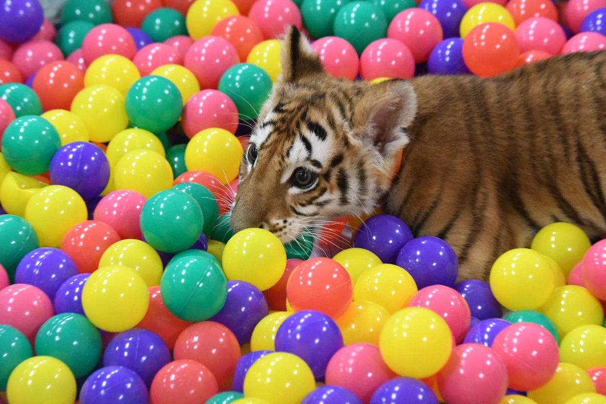 うにゃにゃにゃー ボールプールで遊ぶベンガルトラちゃんがかわいい 狐さんの写真もあるよ Togetter
