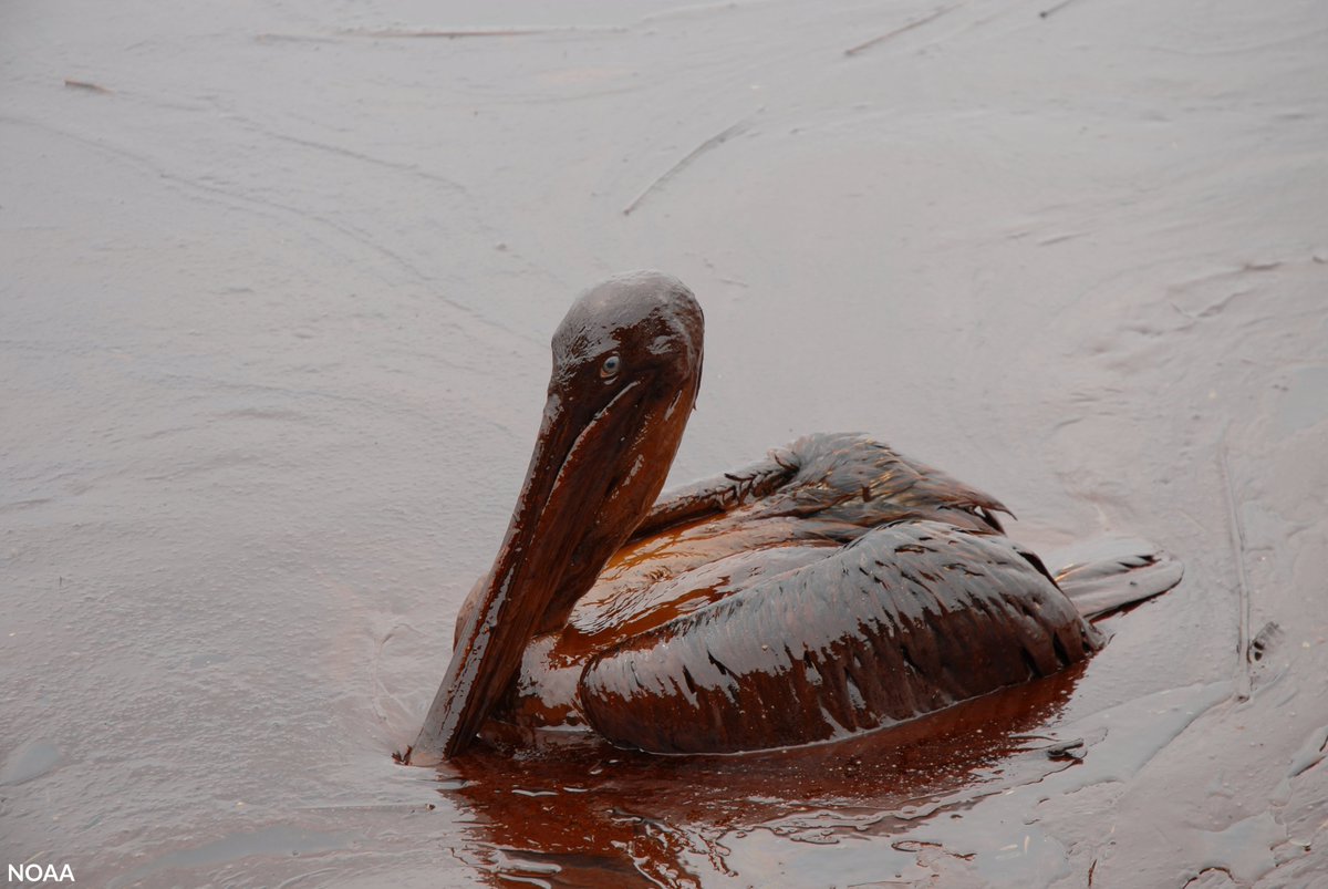 TIME IS RUNNING OUT! We need YOUR help to tell the #Trump Administration &amp; the Bureau of Safety and Environmental Enforcement not to dismantle the Well Control Rule and risk another oil spilling catastrophe! Add your name before MIDNIGHT:  bit.ly/2vf93Uk #ProtectOurCoast