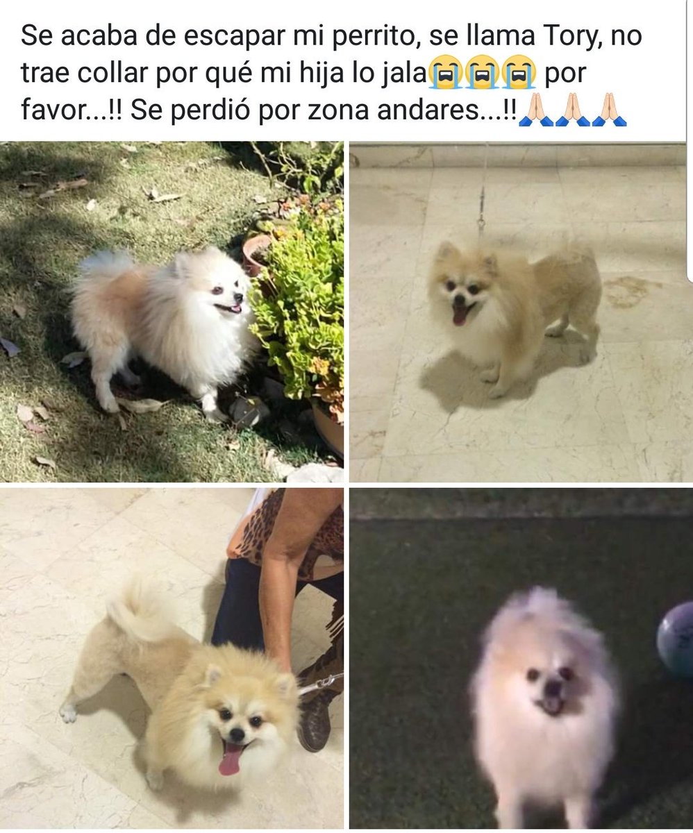 sirknievel's tweet photo. #perrosperdidosgdl Hola, el día de ayer se nos escapó nuestro perro. Les pediría de su ayuda. @SOS_Mural @muralcom https://t.co/VeMx3rpiSS