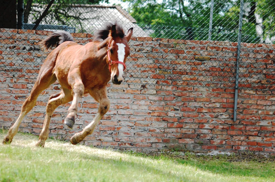 Redmond Equine tweet media
