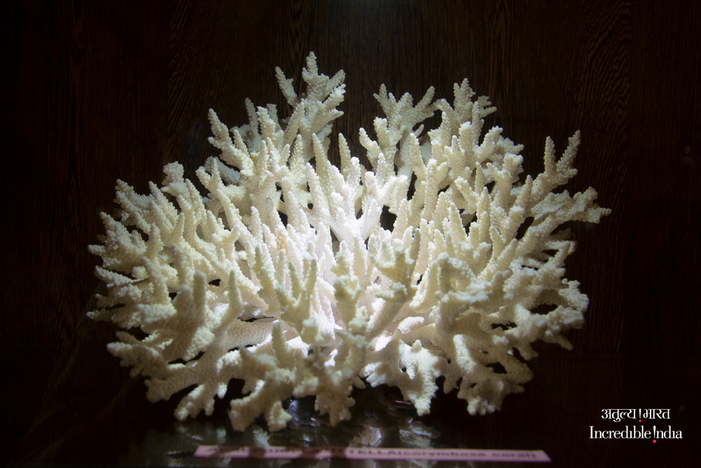 incredibleindia's tweet photo. Get up-close with the magnificent world of corals.
Location: Samudrika Marine Museum, #Prothrapur, #PortBlair #AndamanandNicobarIslands #India #IncredibleIndia
@tourismgoi @alphonstourism https://t.co/ZXoKfBdSPb