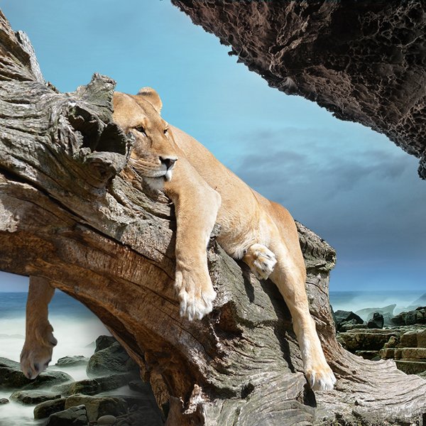 Anche i leoni ogni tanto si riposano...I nostri uffici saranno chiusi dal 13 al 19 agosto. Buone vacanze da tutto il team di #MyChichJungle!