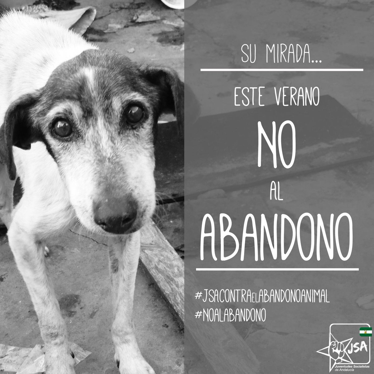 jessicabarea's tweet photo. ⚠️Las mascotas son seres vivos de los que somos RESPONSABLES.
🚫#NOALABANDONO
🚫#JSAContraElAbandonoAnimal https://t.co/H5QuBsSQaG
