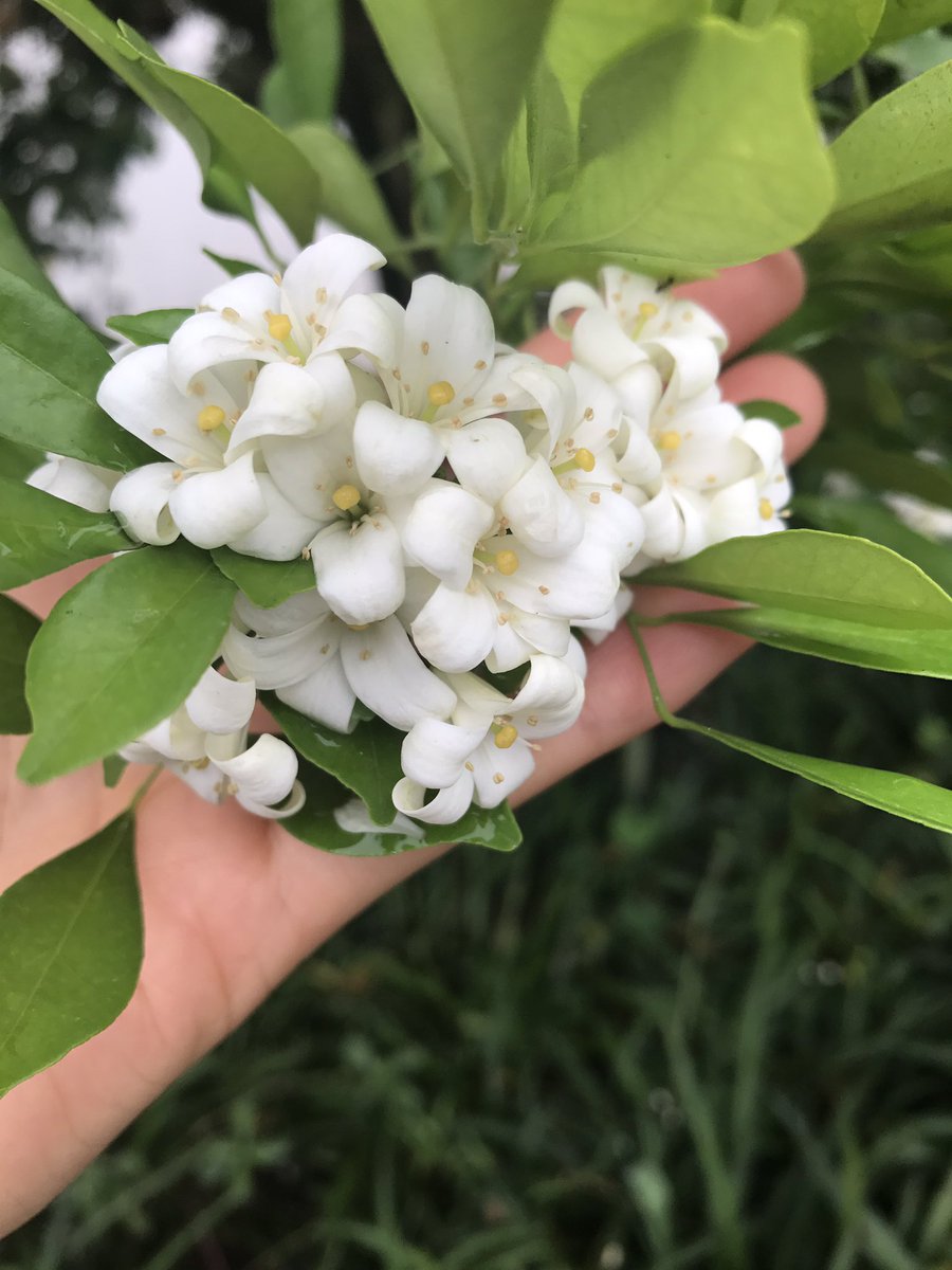 kellylee977's tweet image. Sweet flowers