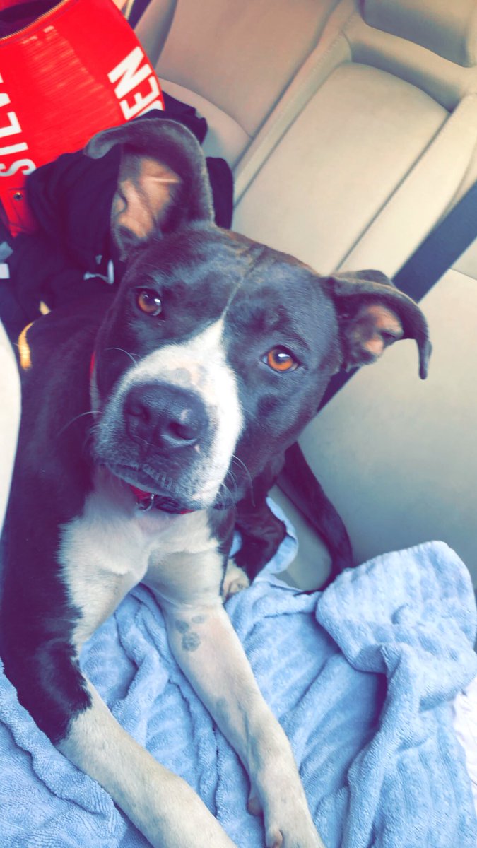 ayeejayybae's tweet photo. I’m officially a dog mom🖤 meet Nala Jade 💙 https://t.co/kwq3fBaVhf