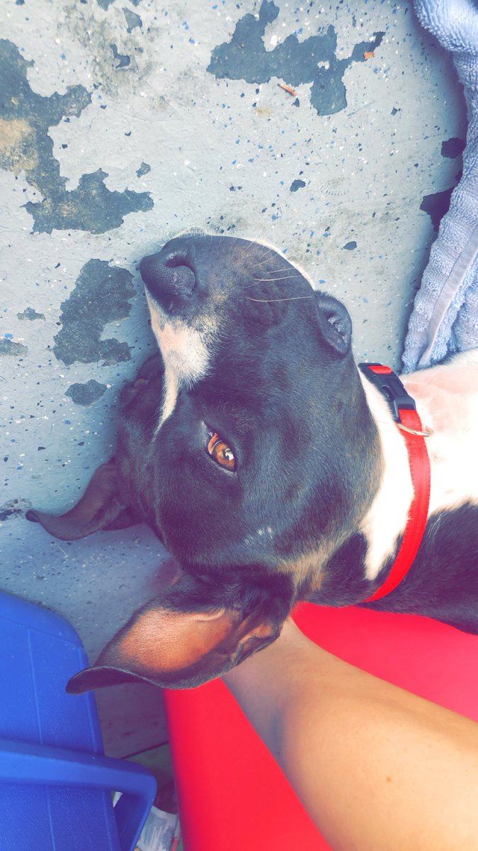 ayeejayybae's tweet photo. I’m officially a dog mom🖤 meet Nala Jade 💙 https://t.co/kwq3fBaVhf