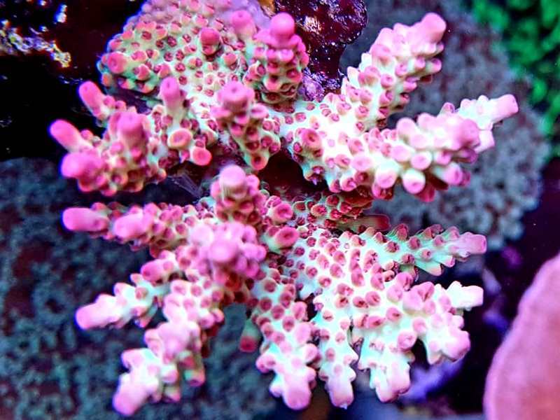 AM_Aquatics's tweet photo. Examples of Our Corals #water #aquariumcase #fishtank #ocean #saltwater #aquariumfish #aquariumofthepacific #tropicalfish #reeftank #fish #coral #aquarium #aquariumlife #aquariumfun #fishporn #beautiful #watertank #reef #tank https://t.co/ePL9ZcGDHr https://t.co/1FquQWQncR