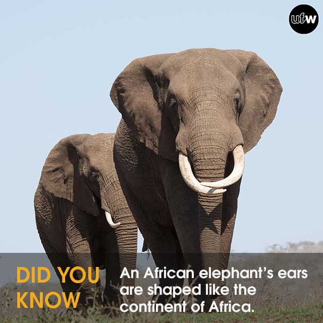 united4wildlife's tweet photo. We bet you didn't know you could distinguish an African elephant from an Asian one by the shape of their ears! 

Check out the fact below to find out how to tell the difference between the two species! https://t.co/D14qpiroJp