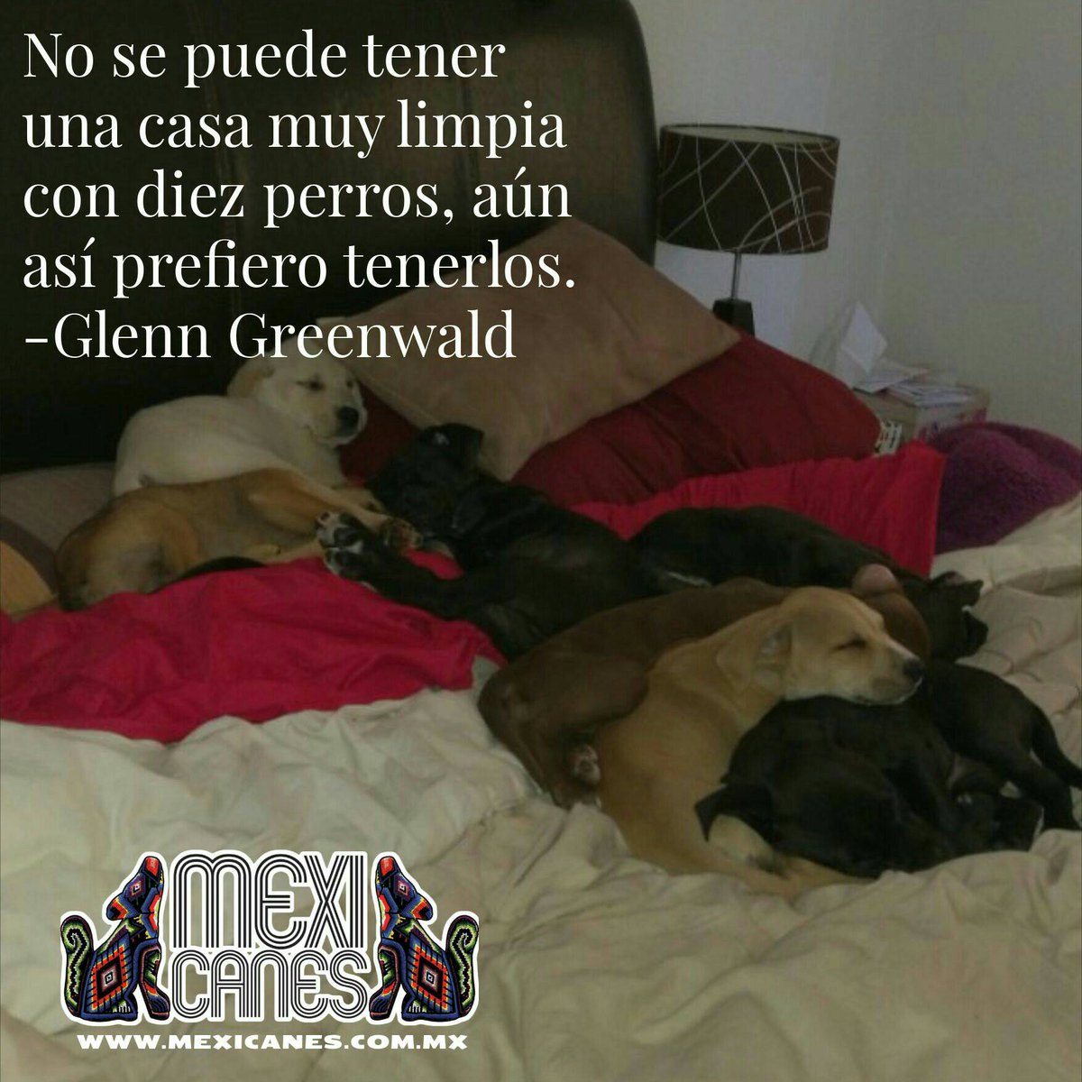 mexicanes1's tweet photo. No se puede tener una casa muy limpia con diez perros, aún así prefiero tenerlos. -Glenn Greenwald. Búscanos en https://t.co/TxATHodkVr #FrasesDePerros #SabiduríaPerruna #wisedog #ilovedogs #Perros #Perritos #ILoveMyDog #DogOfTheDay #Dog #FrasesPerronas  #Cachorro #Mexicanes https://t.co/z0457hc7TP