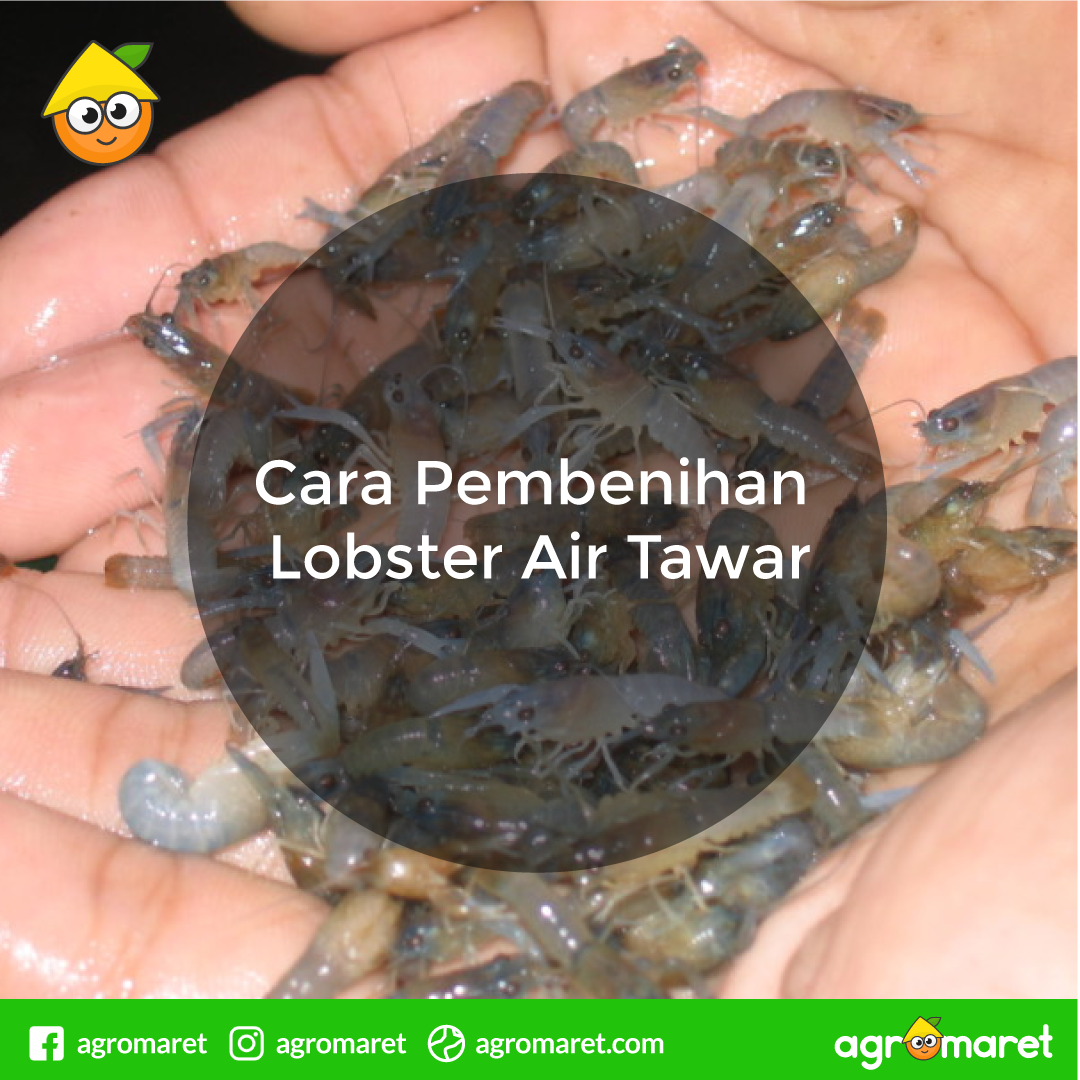 AgromaretID's tweet photo. Punya rencana budidaya lobster ?

Ketahui cara pembenihan lobster pada penjelasan ini..!!

https://t.co/r8bHPOkdpH

#lobster #ikanlaut #perikanan https://t.co/7Vzj1FBgii