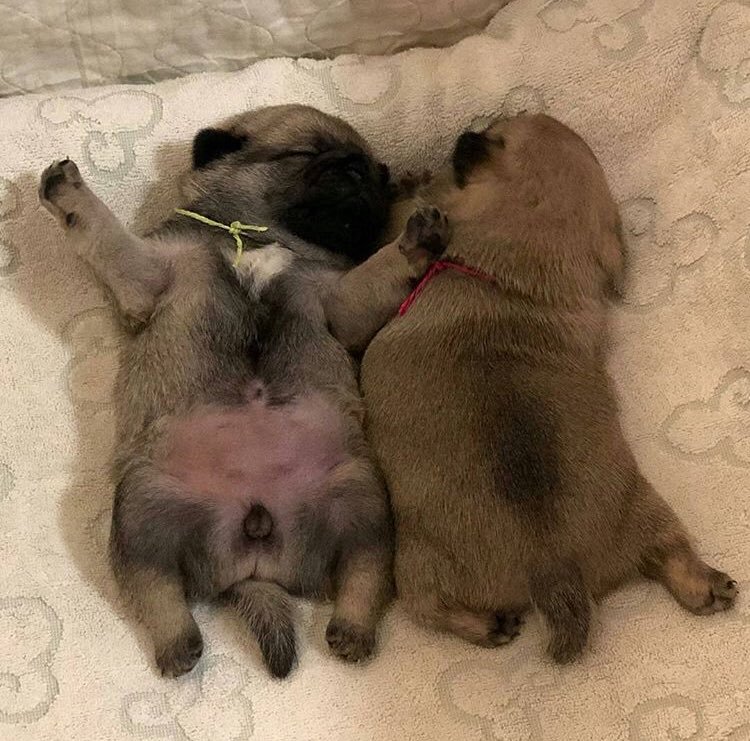 worIdspaces's tweet image. twins ch🍎🍇🍈🍉🍊🍌