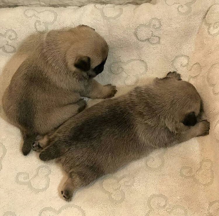 worIdspaces's tweet image. twins ch🍎🍇🍈🍉🍊🍌