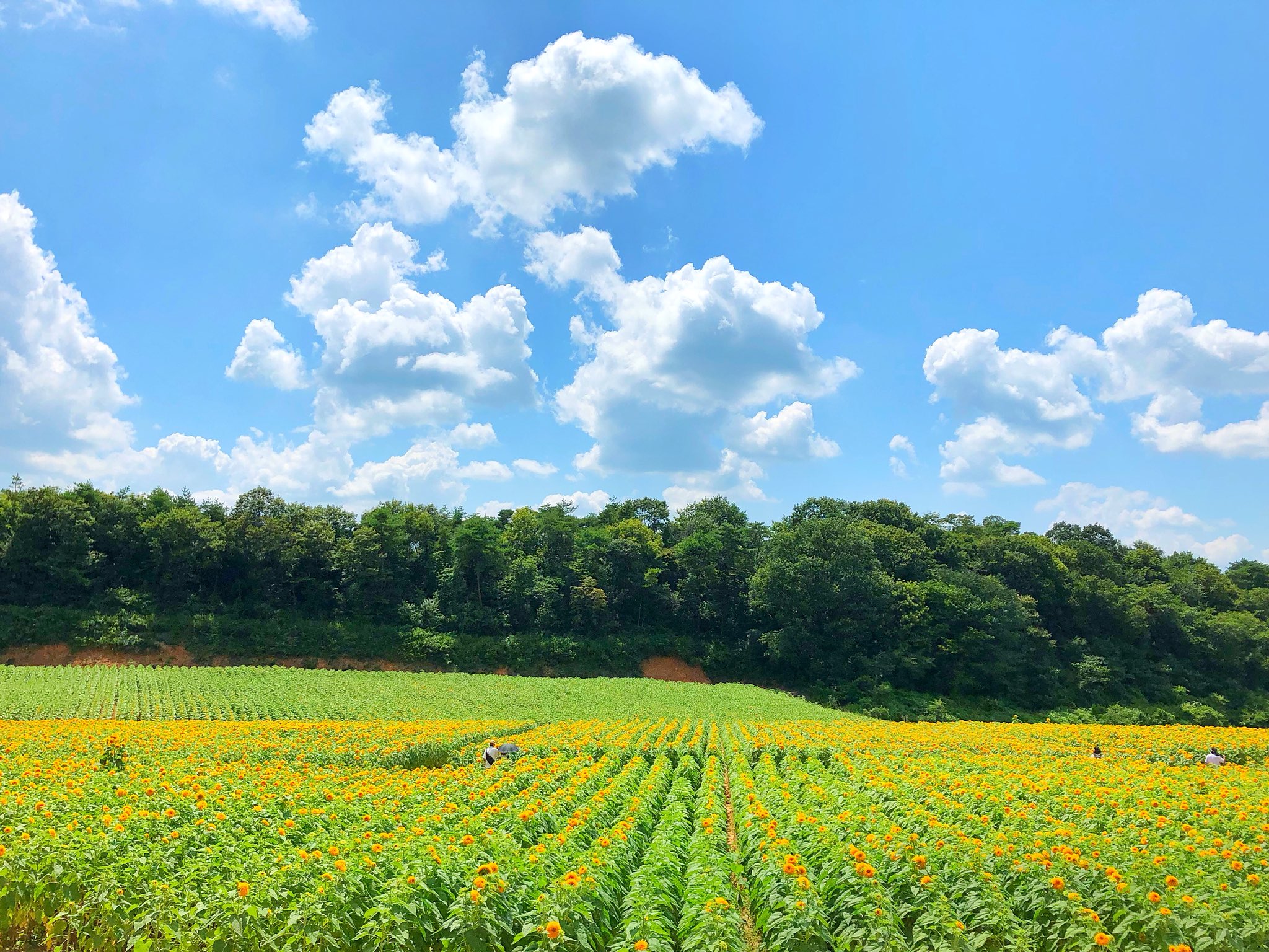 世羅高原農場 公式 Na Tviteru 絶景ひまわり夏色の風景 世羅高原のひまわり 園内全体見頃 を迎え始めました つぼみの畑も開花が進んでまもなく満開です 今しか見ることのできないひまわりの丘に逢いに来てくださいね T Co 世羅高原農場 公式 Na Tviteru 絶景ひまわり夏色の風景 世羅高原のひまわり 園内全体見頃 を迎え始めました つぼみの畑も開花が進んでまもなく満開です 今しか見ることのできないひまわりの丘に逢いに来てくださいね T Co