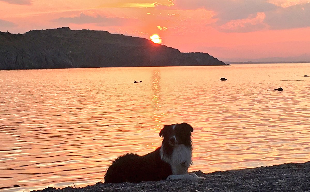 LionElsa66's tweet photo. Quoi de mieux que mon chien , la plage et coucher de soleil ? 😊 ☀️🏖 #TeamBorder #Border #Plage #CoucherDeSoleil #PortVendres #PyrénéesOrientales #Catalan https://t.co/JqYhrwQ3rI