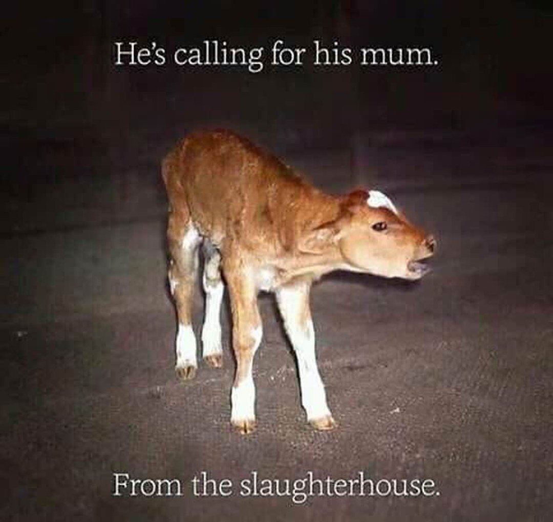 How can we do this to those poor innocent souls? 💔💔💔
#voicefortheanonymous #GoVegan #dairyfee #dairyisscary