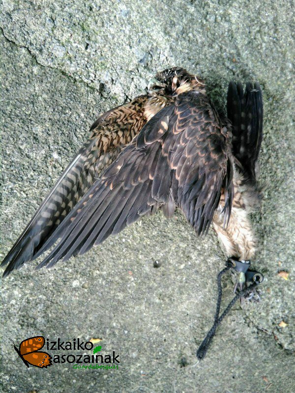 Biz_Basozainak's tweet photo. Atzo, #Berriz en, falkonero bateri ihes egindako #BelatzHandi hau hilda jaso genuen 🦅

Andaluziako @AAMM_And gure lankideei esker, hegaztiaren jabea nor den jakin izan dugu 👍 https://t.co/Yj1ploomaN