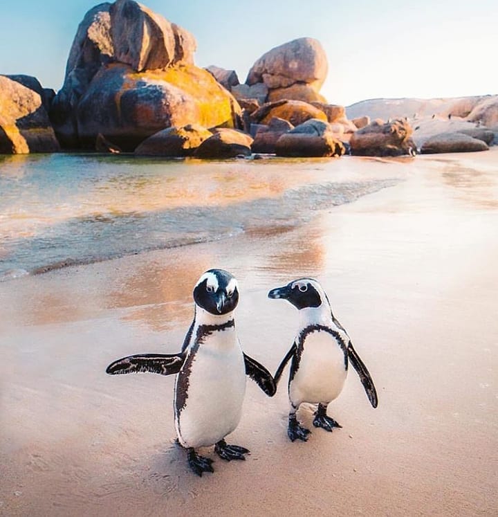 GF_Shop's tweet photo. 🐧❤🐧
@emmett_sparling
#taglove #animalplanet https://t.co/uQKCaUOQvI