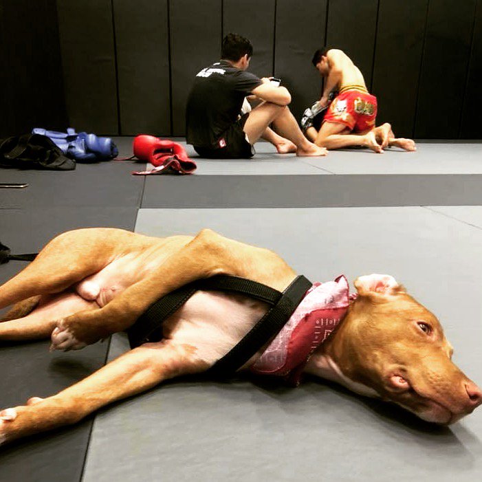 Gym Dog life lets go Champ! #mma #gymdog #thaimma #jiujitsu #muaythai #k1 #jiujitsubangkok #onefc #ufc #roadfc #dogsofinstagram #champ #letsgochamp  <a href="/petlomsin/">petlomsin</a> @elitefightclub <a href="/wildcard_mma/">Tommy WildCard</a>