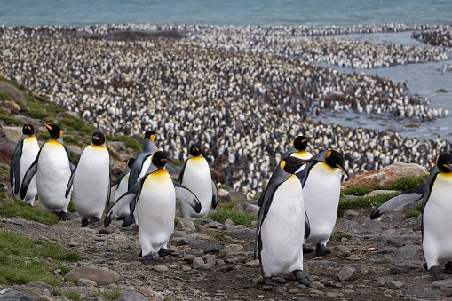 Strange but true: 400,000 penguins are missing in one Antarctic colony, and no one knows why. 🐧 ow.ly/OmZT30lhcnV
