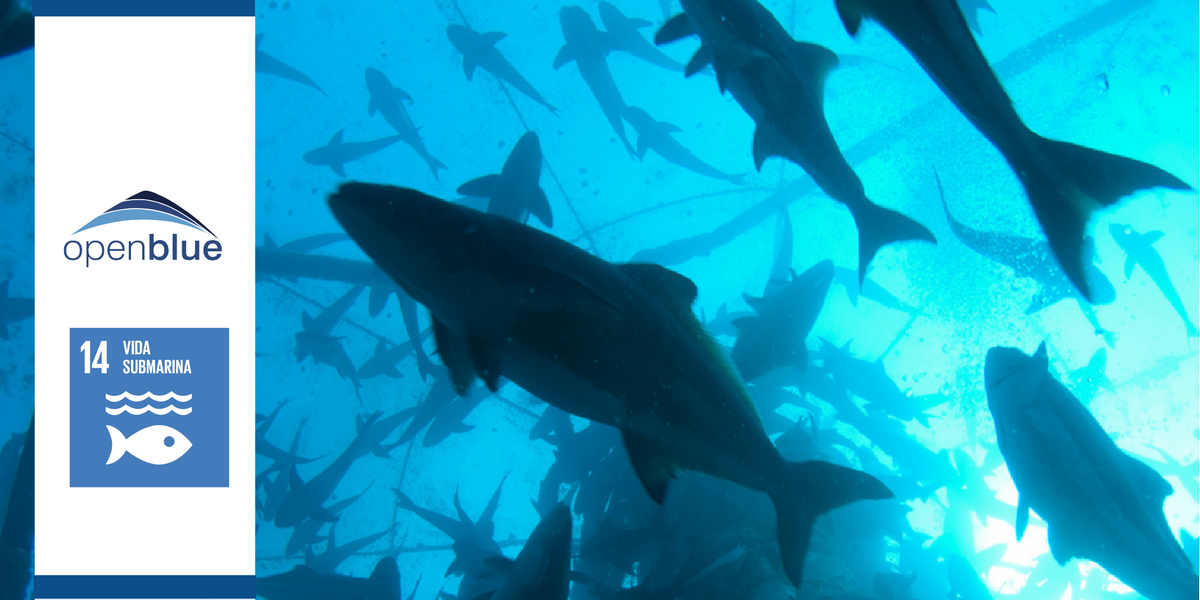 OpenBluePanama's tweet photo. Monitoreamos constantemente la calidad del agua en nuestras #SeaStations asegurΓ‘ndonos de preservar y cuidar nuestros ocΓ©anos #OpenBlue #Cobia #Acuicultura #ODS14 https://t.co/yKj9rt7Wec https://t.co/0QhhPzjlBX