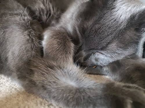 RussianBlueLuv's tweet photo. Russian Blue Frenzy - https://t.co/A7r3NTDQem https://t.co/Qum5ySGhRZ