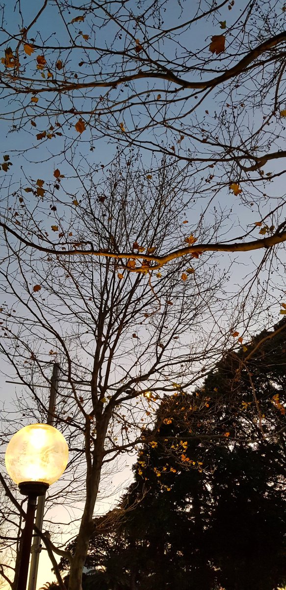 CherScheff's tweet image. In early morning light #TheOperaHouse #Sydney