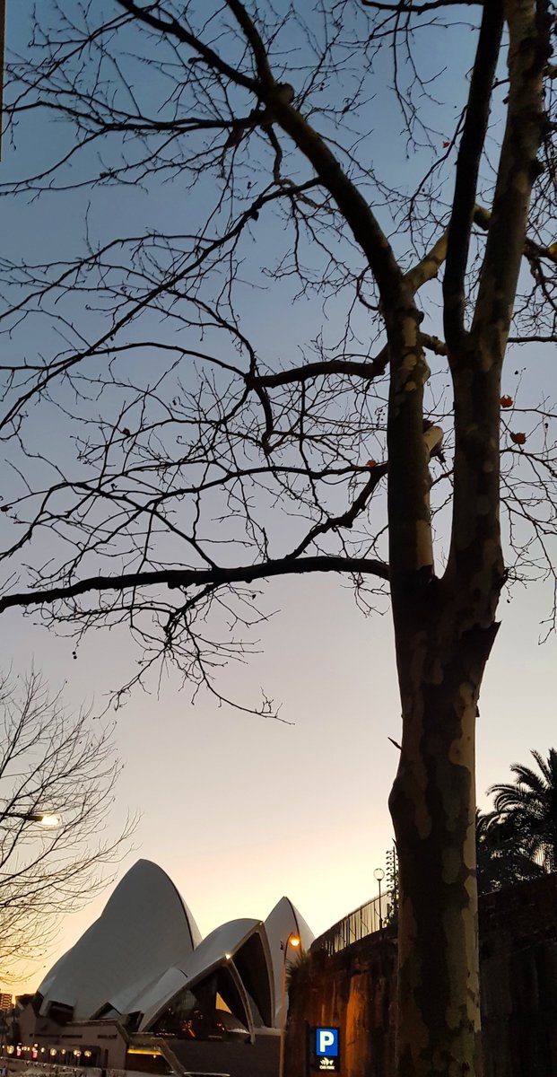 CherScheff's tweet image. In early morning light #TheOperaHouse #Sydney
