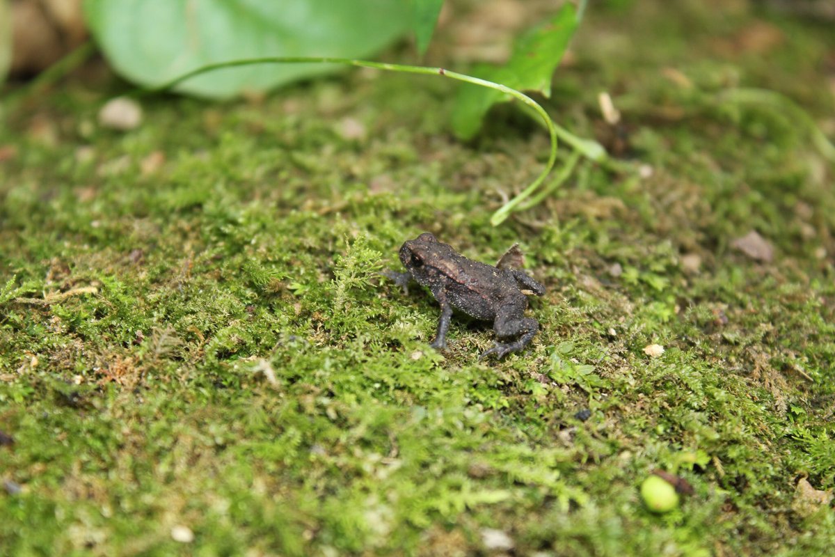 なかむら ちっちゃいヒキガエル かわいい