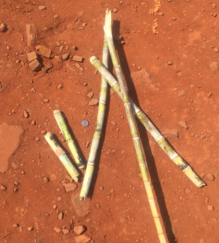 GestapoMavrodi's tweet photo. They shot our voters in Harare! I decided to retaliate on theirs using a machete in Chiredzi! An eye for an eye 👇🏾.. #HandeiTione #zimbabweelection2018 #riggingalert https://t.co/RwIT6PIwIh
