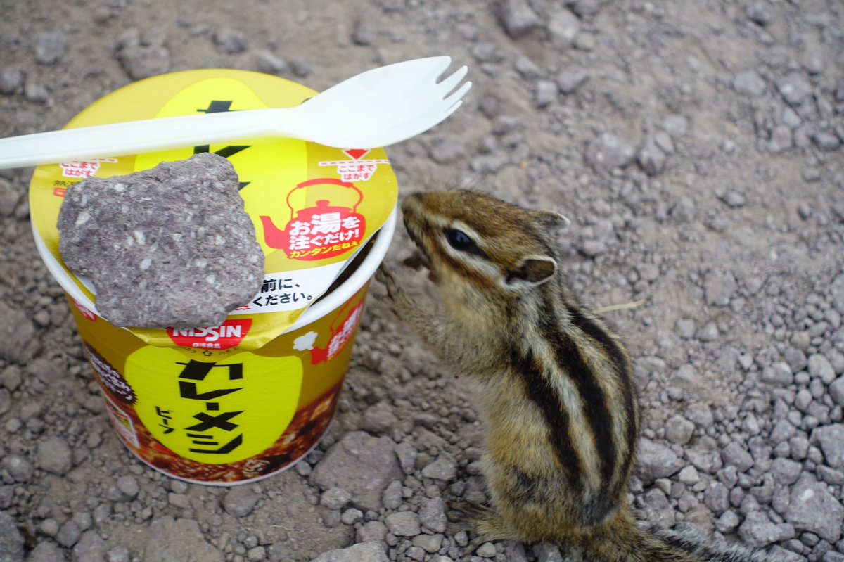 リスさん クンクン カレーメシの匂いが気になる様子 Togetter リスさん クンクン カレーメシの匂いが気になる様子 Togetter