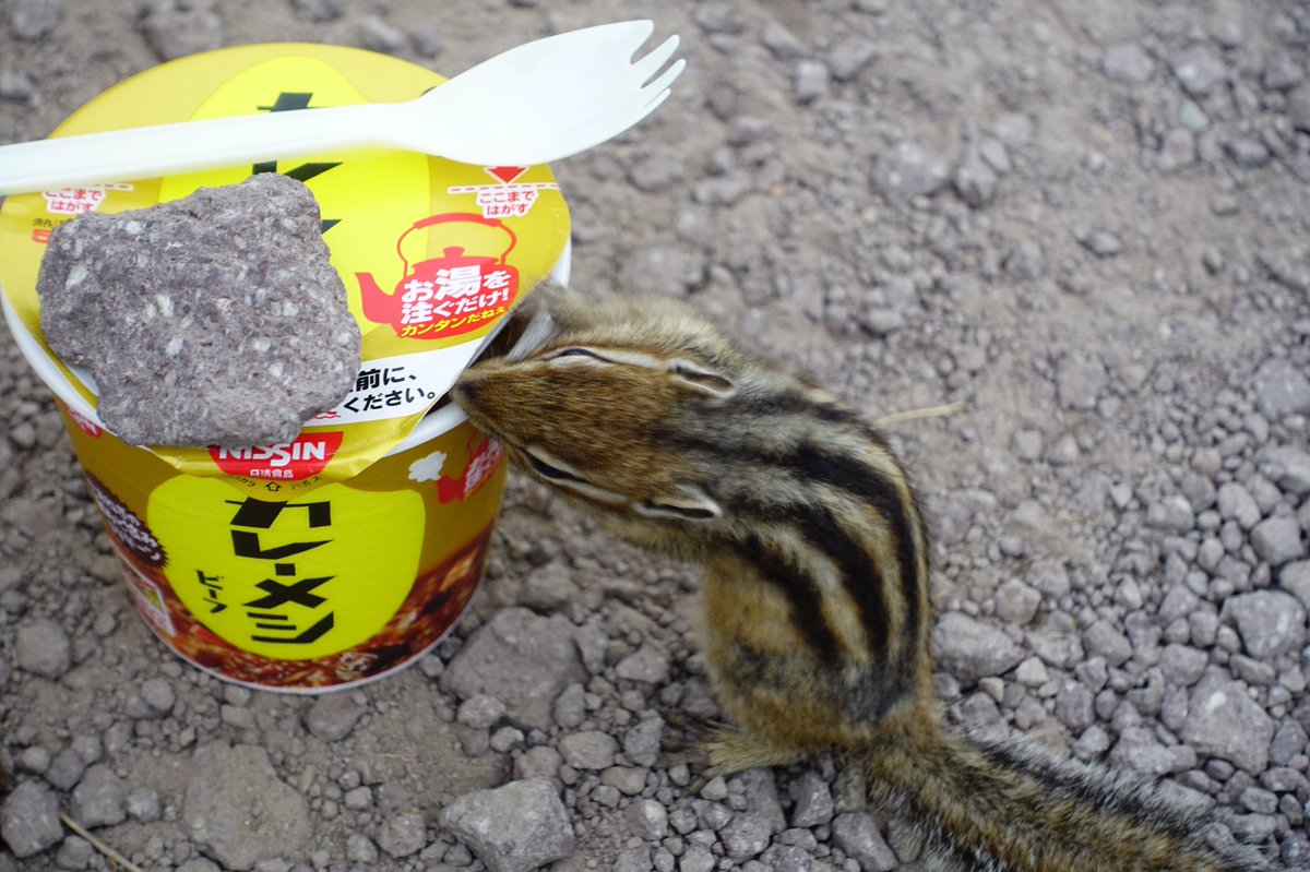リスさん クンクン カレーメシの匂いが気になる様子 Togetter リスさん クンクン カレーメシの匂いが気になる様子 Togetter
