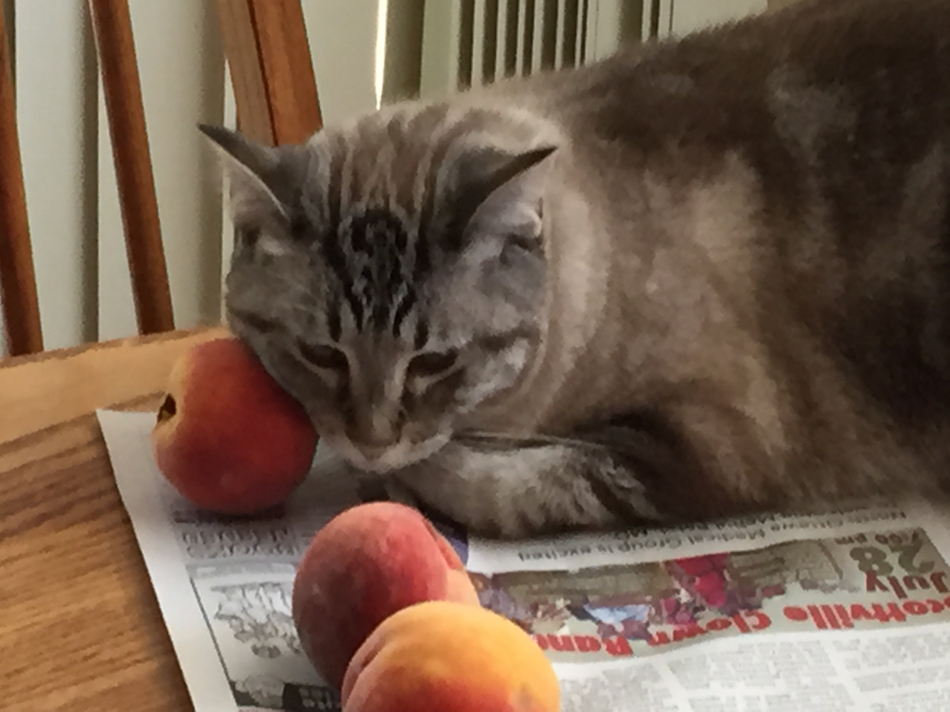 Cat loves cheap peaches