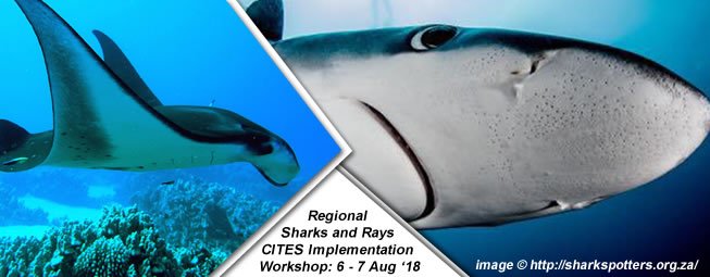 environmentza's tweet photo. @environmentza is hosting #SharksandRays @CITES #workshop with @pewenvironment. Aim is to ensure that #SouthernAfricanregion is equipped with tools to implement 20 commercially traded #shark & #ray species listed on #CITESAppendixII. More » https://t.co/fVnHNRkj7K #conservation https://t.co/Eh03kJlLSd