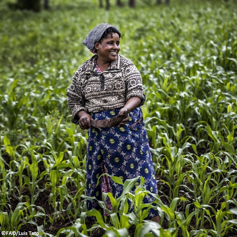 FAO's tweet image. No farmers = No food

Without farmers we wouldn't have the food on our plates. #ZeroHunger