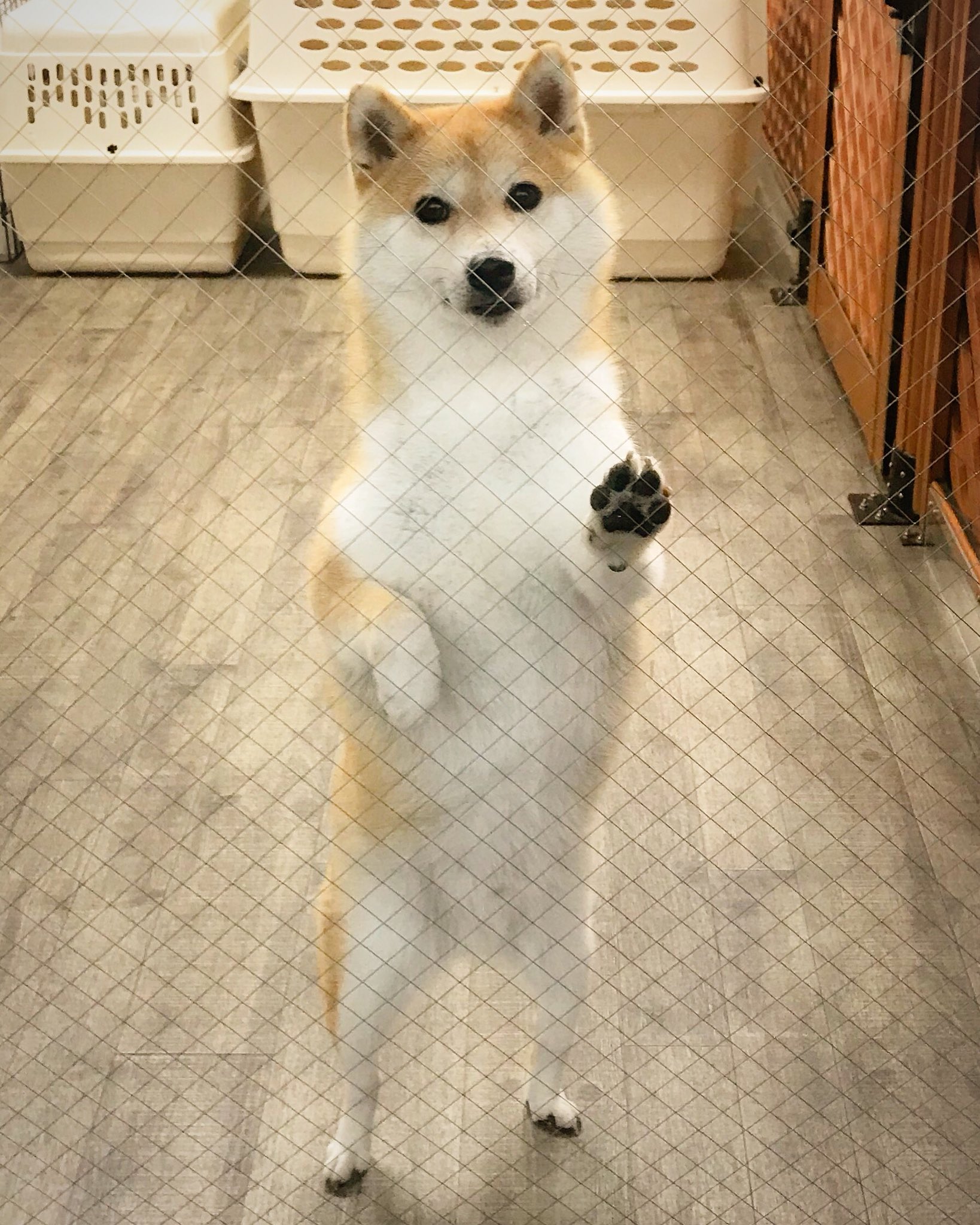 柴犬だいふく 柴犬が進化して二足歩行するとこんな感じかな 足みじかくねーよ See You Tomorrow 二足歩行 だいふくが立った 短くないってば また明日
