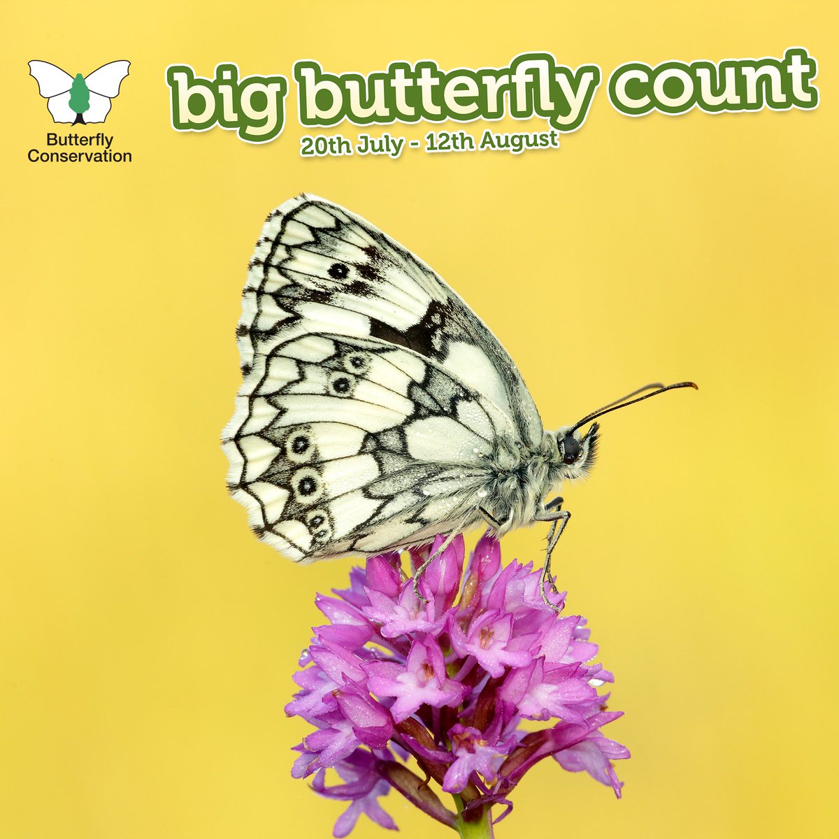 savebutterflies's tweet image. Wow, we're at 76,000 counts in our Big #ButterflyCount! Can you help us reach 80,000 by the end of the week?!
bigbutterflycount.org

Remember, you can do as many counts as you like! #MondayMotivation