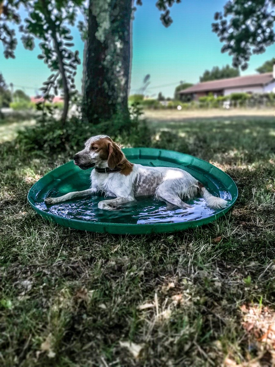 Kristinapicture's tweet photo. L'été bat son plein donc ombre et rafraîchissement pour tous 🤙🤙😎😎
#NONALABANDON #vacancesavec #lucky #mydog #miocane #epagneulbreton #brittanyspaniel https://t.co/tuQXibCKK8