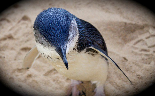 Blue Penguin atau Penguin Kecil pecintahewan.id/blue-penguin-a…