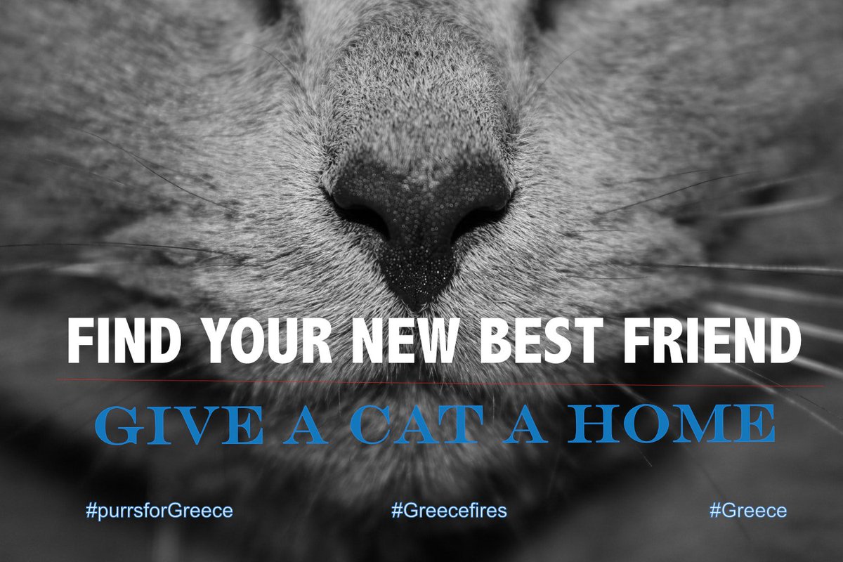 I've Just had supper and I am feeling sleepy; purring and meaowing and in need of being frisked by a loved one! #GIVEACATAHOME   #purrsforGreece #Greecefires #Ambassacats