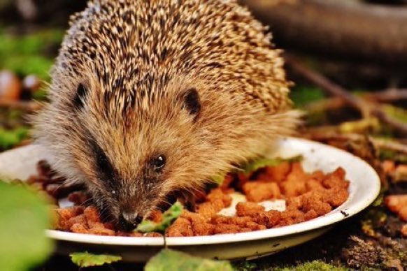 LGSpace's tweet image. Put out a shallow dish or saucer of water, and meat-based cat or dog food, for hungry and thirsty hedgehogs! Via @BBOWT 
#wildlife #HelpTheHedgehogs
