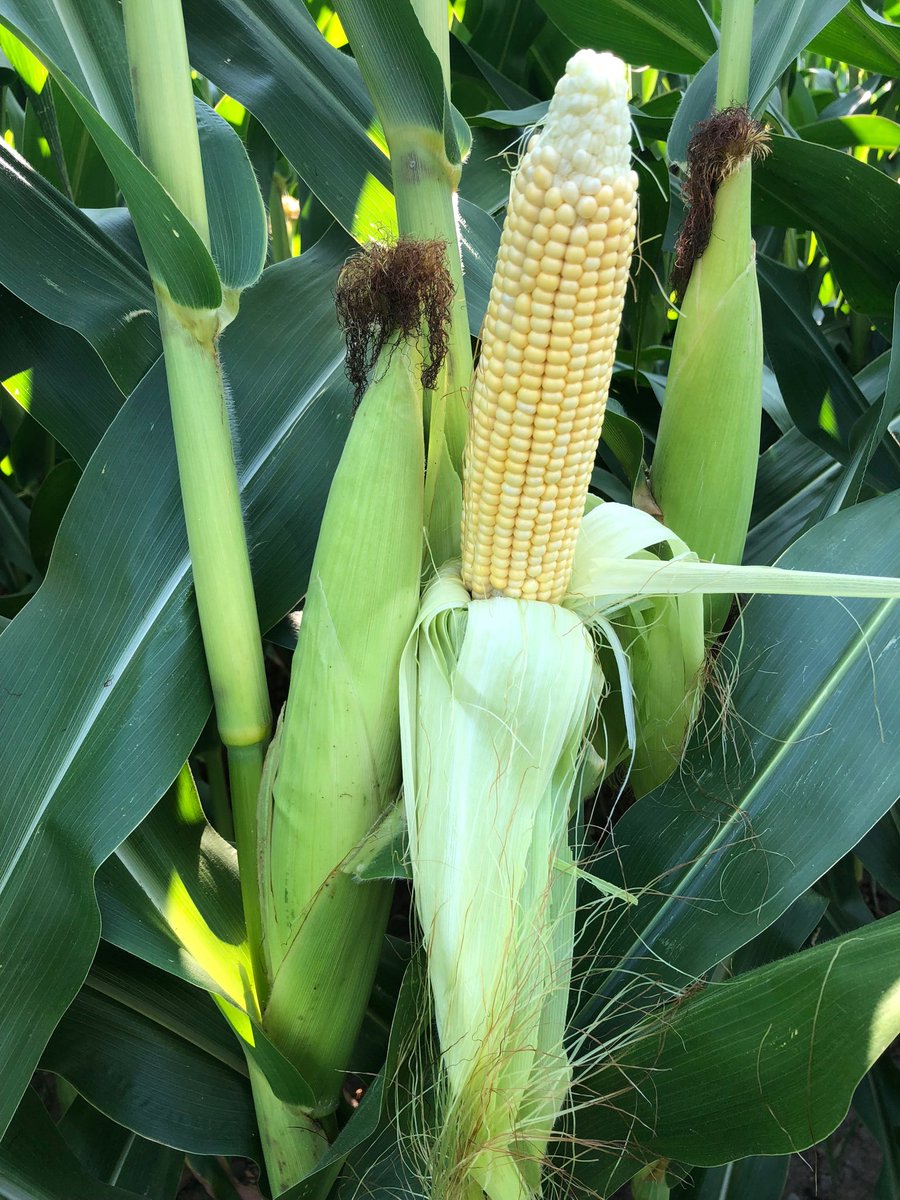 joeryan400's tweet photo. #prideseed #A7171G2 https://t.co/pVDpUKjRIo