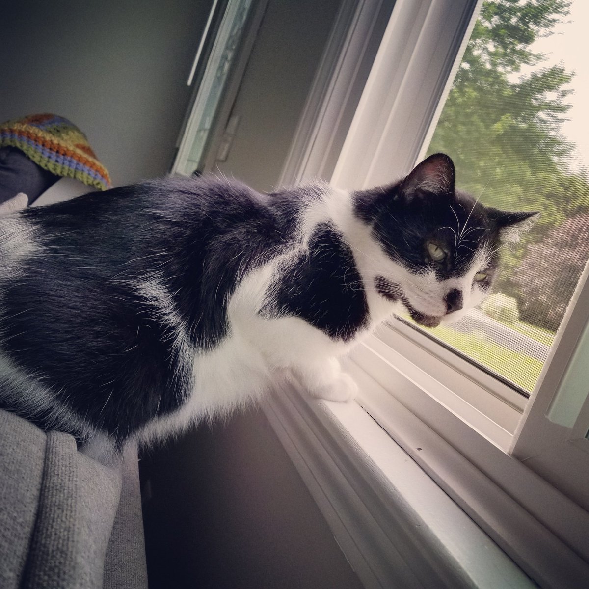 sugar_kitchen's tweet photo. Hello everyone! I'm back!
I'll be posting my process on the garden this week.
But first can anyone tell/show me what they have in their houses for their cats?

#sugarloafkitchen #southdeerfield #homemade #sugarloaf #farmfresh #backyardgarden #catsofinstagram #furball https://t.co/yl29koSzUe