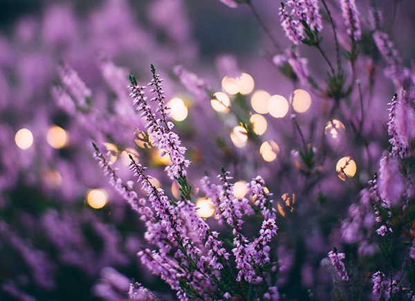 How to harness the magic healing benefits of Lavender &amp; Geranium bit.ly/2uTXiSd #lavender #geranium #essentialoils #beauty #wellnessblog