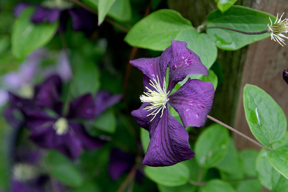HomeStyleStoves's tweet image. Here are some perfect plants to see blooming in August! ow.ly/8b4f30lfUMb