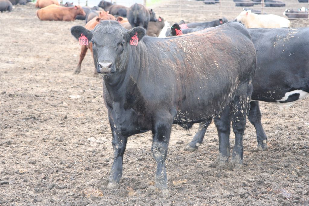 cattlefax's tweet image. Congress Moves Closer to One-year ELD Delay
buff.ly/2Kyu80J #electronicloggingdevice #ELD #livestocktransportation #Thoughtleader from @brownfield